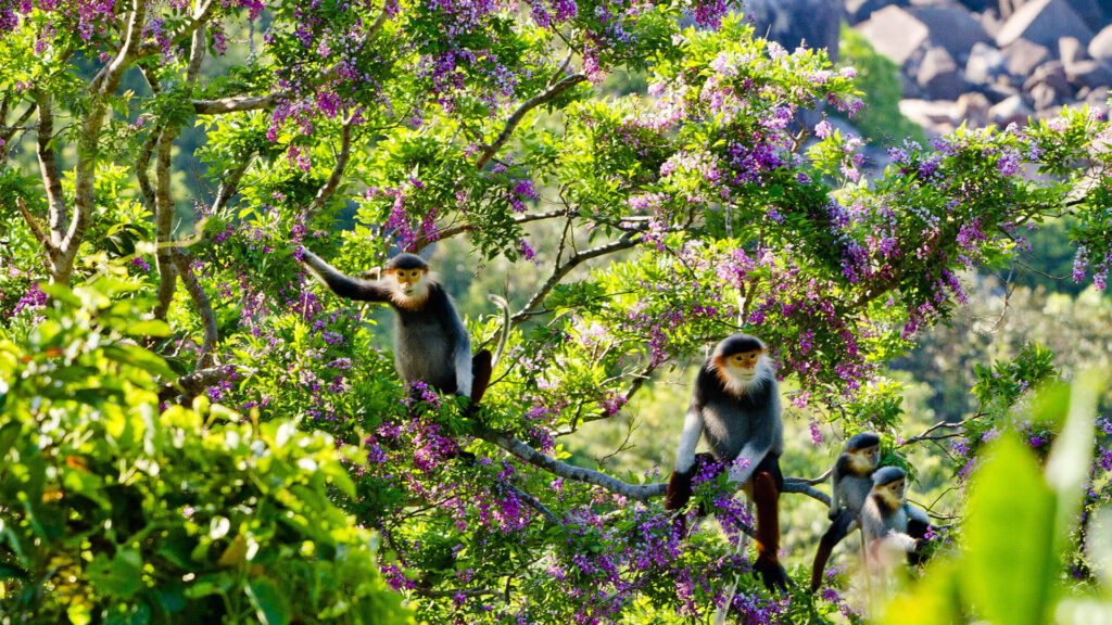 Rừng nguyên sinh Sơn Trà  1