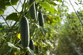 Vegetable Village Bàu Tròn 1