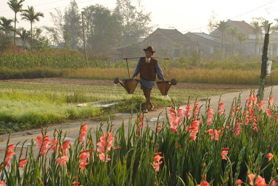 Làng hoa Cẩm Hà  1