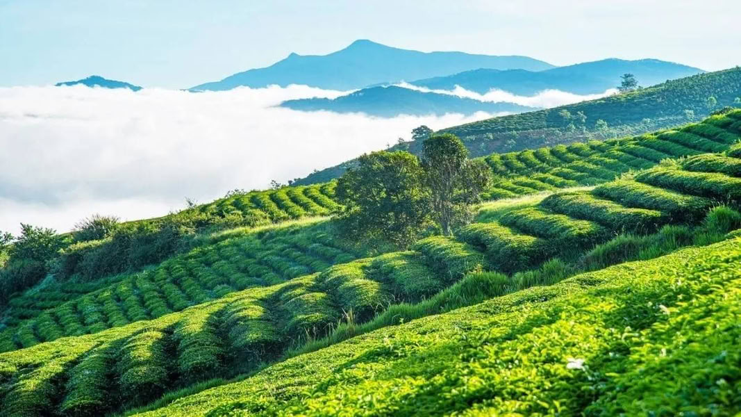 Đồi chè Đông Giang 1